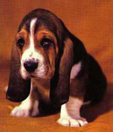 Basset Hound - totul despre rasa, istoria rasei, tratamentul, nutritia, puii basset hound