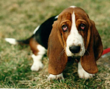 Basset Hound - totul despre rasa, istoria rasei, tratamentul, nutritia, puii basset hound