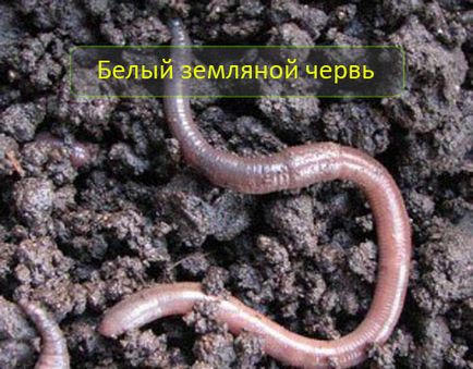 Fehér földigiliszta (vypolzok) (Föld box szükséges) Fehér földigiliszta (vypolzok)