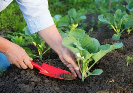 Varza - plantarea și îngrijirea pe teren deschis