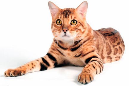 Бенгальський кіт зовнішність і історія породи, характер, зміст і годування