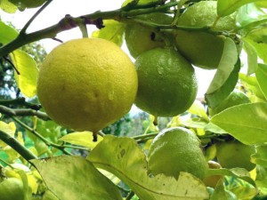 Bergamot - beneficii și rău