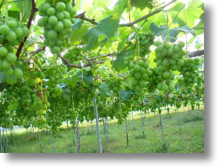 Альтанковий Формування винограду