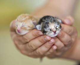 O pisică fără adăpost, care a mâncat o bucată de sac de gunoi din polietilenă, a fost salvată