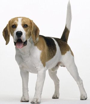 Beagle (beagle) - leírása a fajta képekkel