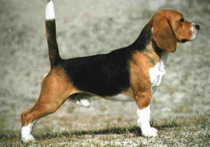 Beagle - descrierea rasei cu fotografie