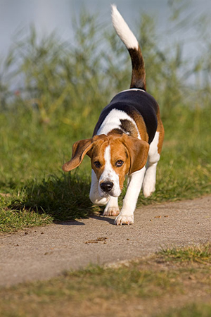 Beagle - descrierea rasei cu fotografie