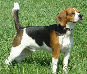 Beagle - descrierea rasei cu fotografie