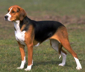 Beagle - descrierea rasei cu fotografie