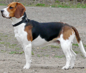 Beagle (beagle) - leírása a fajta képekkel