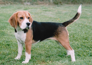 Beagle - descrierea rasei cu fotografie
