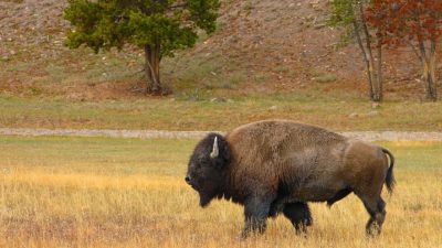 Bull - poze pentru copii, poze