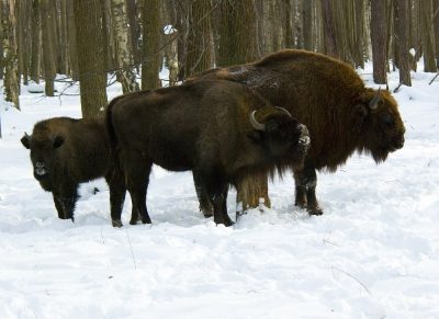 Bull - poze pentru copii, poze