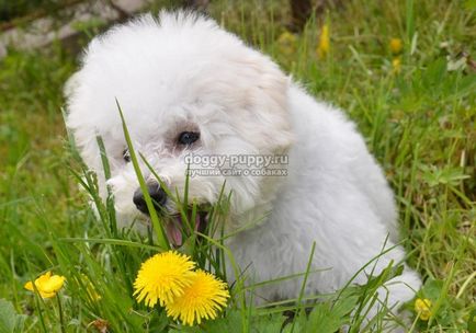 Bichon Frise fotografie, preț și caracteristici