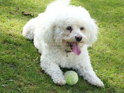 Bichon Frise fotografie, preț și caracteristici