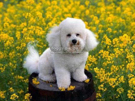 Bichon Frise fotografie, preț și caracteristici