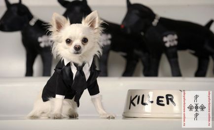 Üzleti ötlet № 85 ruhákat varrtak kutyák - ötletek üzleti