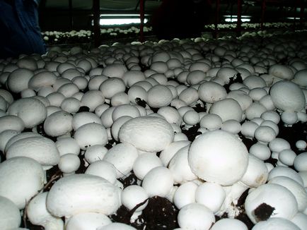 Üzleti terv gombatermesztés - a gazdaságban gombák termesztésére otthon, mint egy üzleti