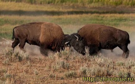 Bison - bizon sălbatic - habitat bizon