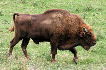 Bison - bizon sălbatic - habitat bizon