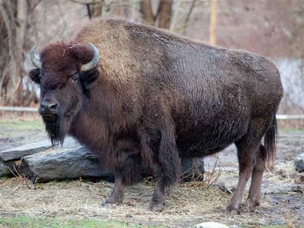 Bison - bizon sălbatic - habitat bizon