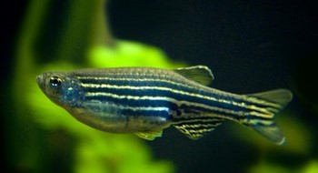 Boli ale zebrafish și sfaturi de tratament pentru acariști