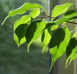 Boli și dăunători ai ficus benjamin cu fotografii, modalități de a trata cu ele, gospodărie exemplară