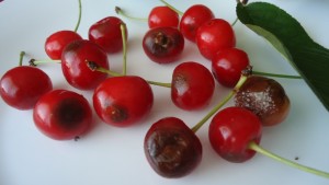 Cherry Boli