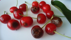Cherry betegség (Collect küzdelem elpusztítani) betegségek cseresznye