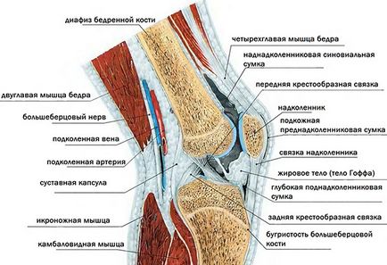 Біль і набряклість коліна причини і лікування колінного суглоба хондропротекторами після