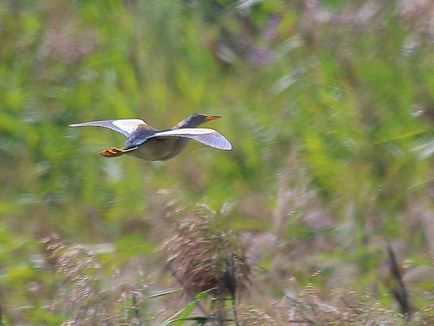 Велика бугай, бугай, водяний бик, wild nature photo