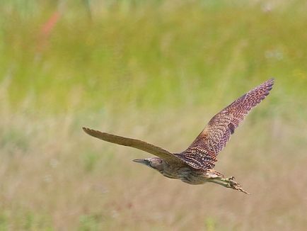 Big Bittern, boogie, taur de apă, fotografie sălbatică