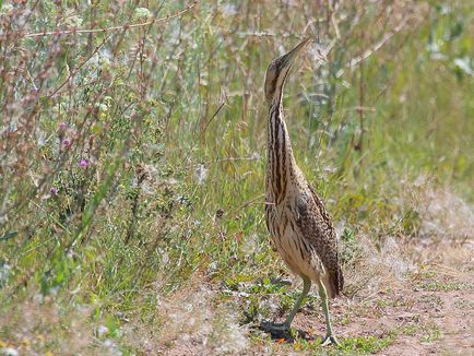 Big Bittern, boogie, taur de apă, fotografie sălbatică