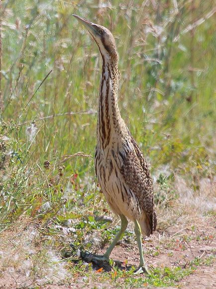 Big Bittern, boogie, taur de apă, fotografie sălbatică