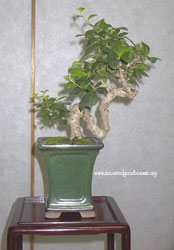 Bonsai Carmona - Carmona on (Carmona) Bonsai Carmona - Carmona on