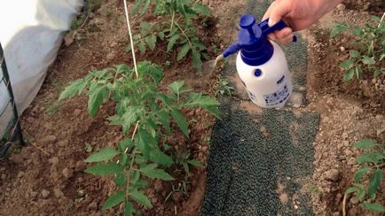 Боротьба з фітофторою на помідорах у теплиці як боротися, стійкі сорти томатів, ніж обробити і