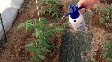 Lupta cu phytophthora pe tomate într-o seră cum să lupte, varietăți rezistente de roșii, decât să tratăm și