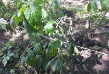 Combaterea phytophthora pe tomate într-o seră cum să lupte, varietăți rezistente de roșii, decât de a trata și