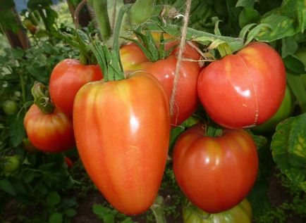 Combaterea phytophthora pe tomate într-o seră cum să lupte, varietăți rezistente de roșii, decât de a trata și