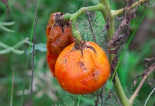 Lupta cu phytophthora pe tomate într-o seră cum să lupte, varietăți rezistente de roșii, decât să tratăm și