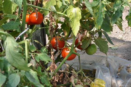 Combaterea phytophthora pe tomate într-o seră cum să lupte, varietăți rezistente de roșii, decât de a trata și