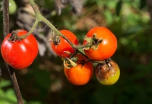 Combaterea phytophthora pe tomate într-o seră cum să lupte, varietăți rezistente de roșii, decât de a trata și