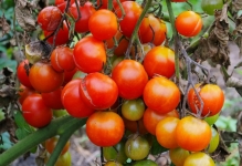 Боротьба з фітофторою на помідорах у теплиці як боротися, стійкі сорти томатів, ніж обробити і