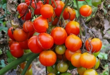 Combaterea phytophthora pe tomate într-o seră cum să lupte, varietăți rezistente de roșii, decât de a trata și