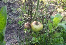 Combaterea phytophthora pe tomate într-o seră cum să lupte, varietăți rezistente de roșii, decât de a trata și