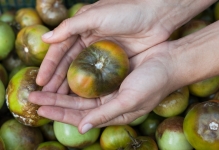 Combaterea phytophthora pe tomate într-o seră cum să lupte, varietăți rezistente de roșii, decât de a trata și