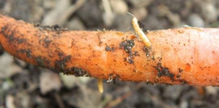 Lupta cu remedii folk wireworm - cum să scapi de wiresworm în grădină