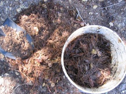 Lupta cu remedii folk wireworm - cum să scapi de wiresworm în grădină