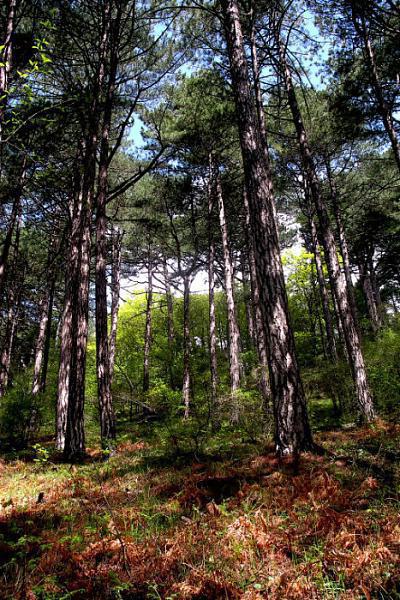 Traseul Botkin în descrierea din Crimeea a traseului, lungime, fotografie