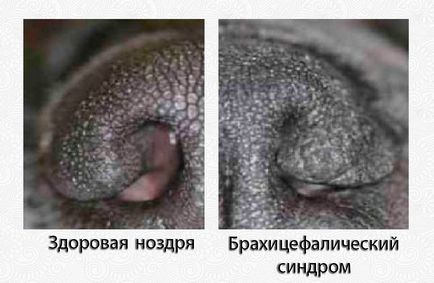 Sindromul brachycefalic la Pugs - simptome, tratament